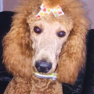 Meet your Posher, Tammy